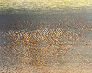 Egils Rozenbergs. Zīmes smiltīs. Rīta gaisma (Signs in the Sand. Morning Light). 